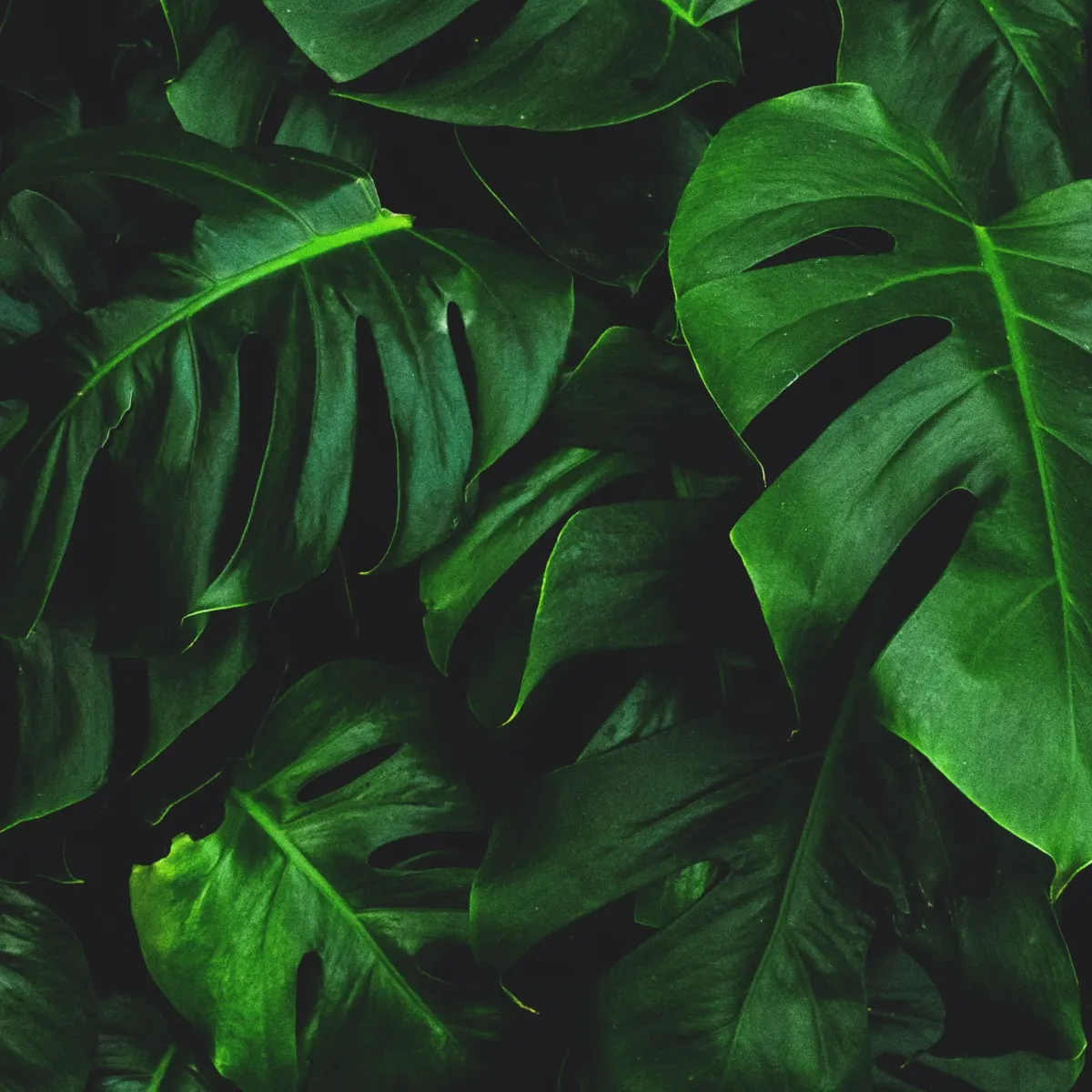 Dense green monstera leaves